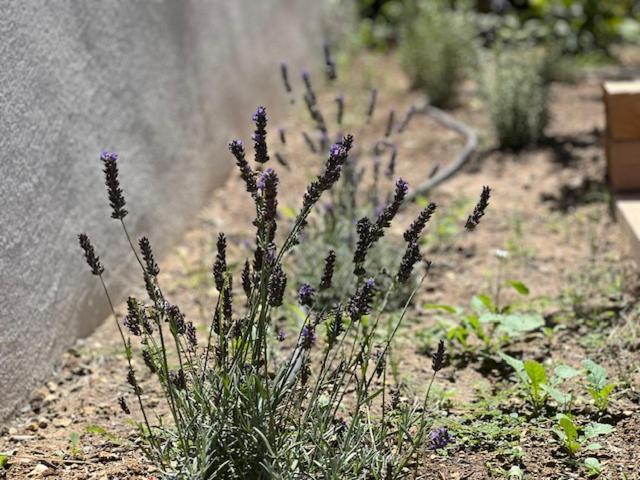 Une Nuit En Luberon Puyvert Eksteriør billede
